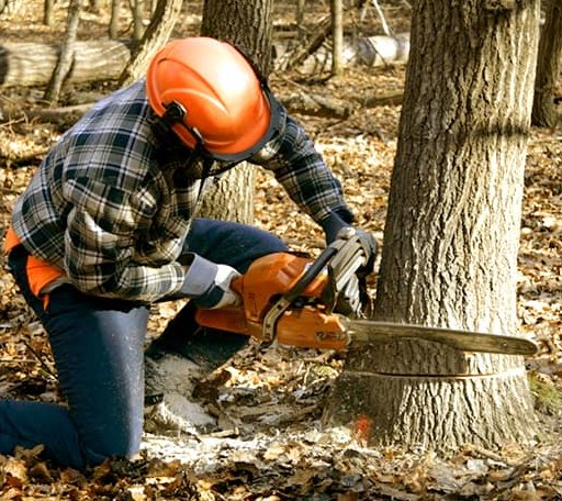 Tree Removal in Laurel, IN
